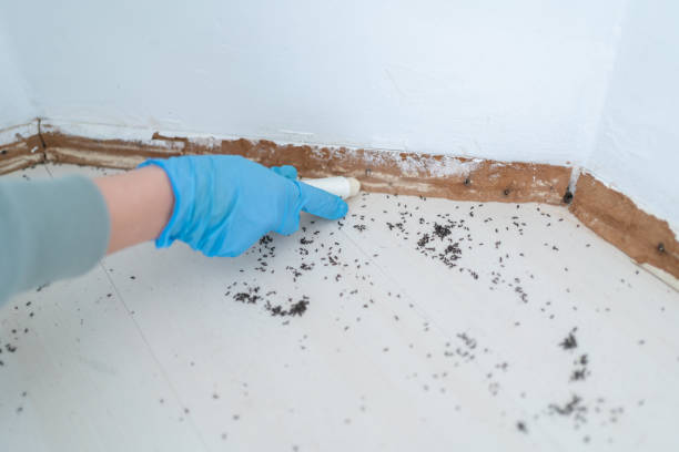 Best Flea Control Services  in Albertville, MN